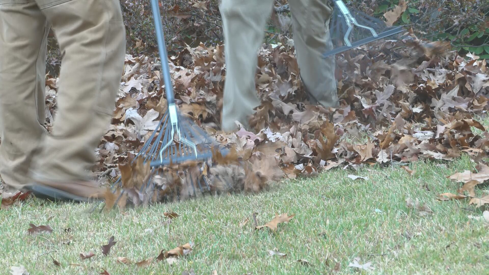 Should you rake now or in the spring? Local gardening weighs in
