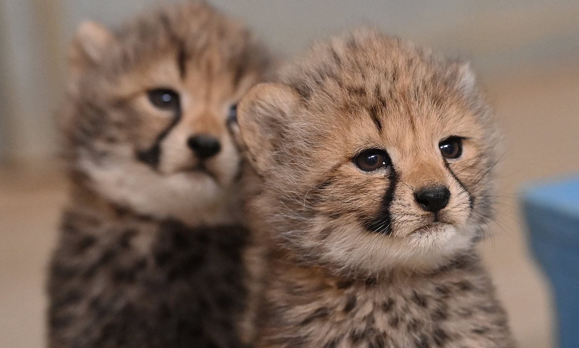 The fluffy four! Sweet cheetah cubs explore with their mum