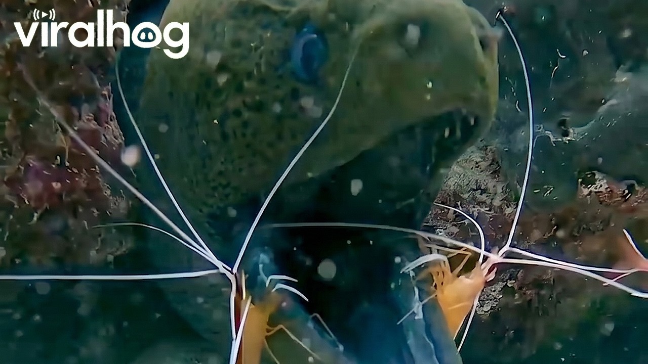 Tiny shrimp fearlessly clean a giant moray eel