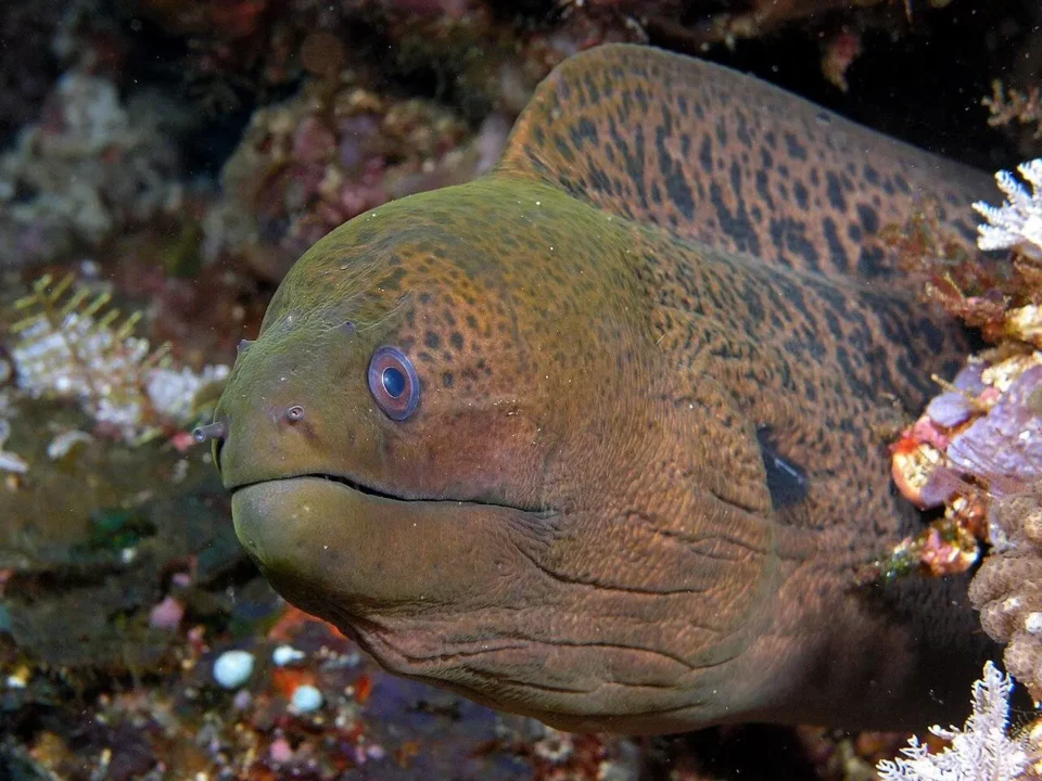 Why giant moray eels team up with fish — the truth will shock you