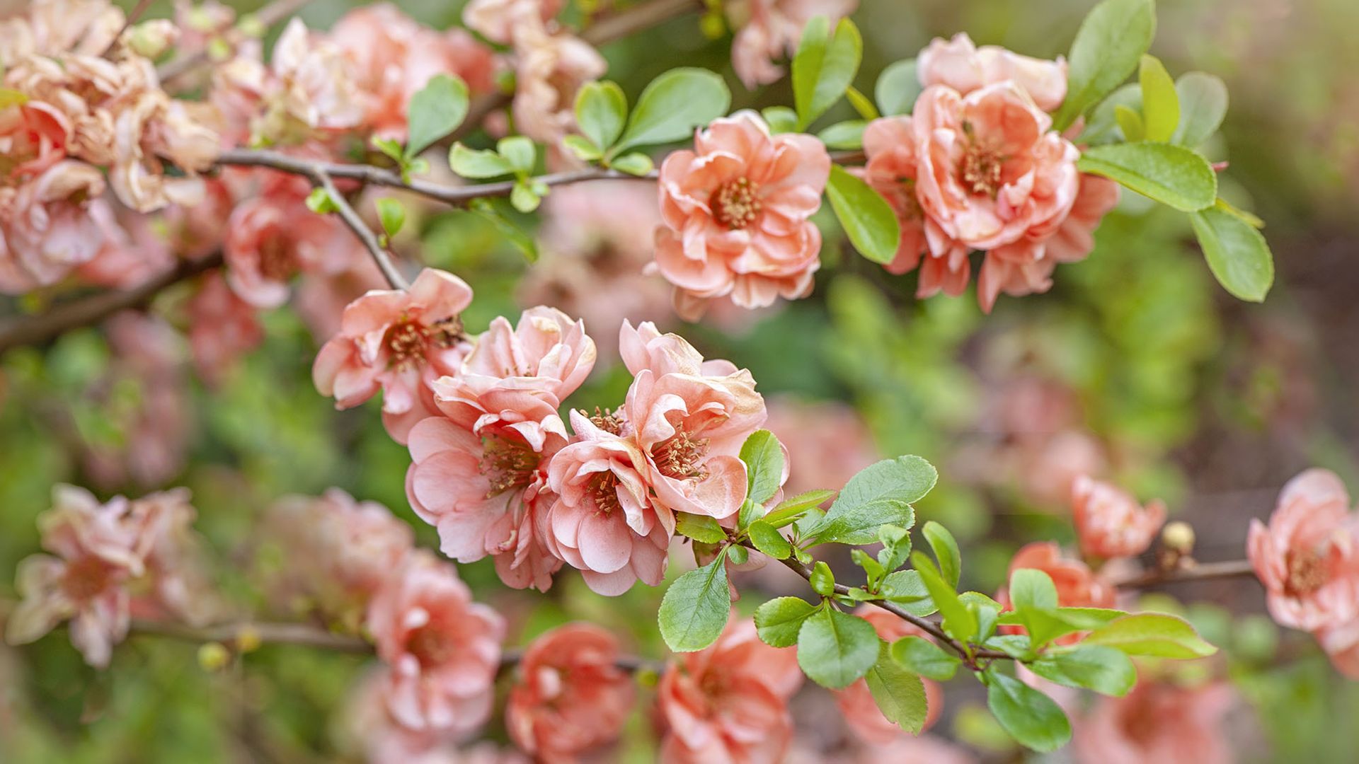 Plant these 7 compact flowering shrubs in fall for stunning spring ...