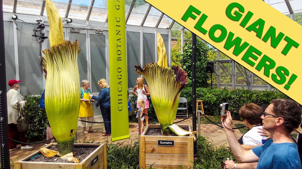 Chicago Botanic Garden: Titan arums in bloom