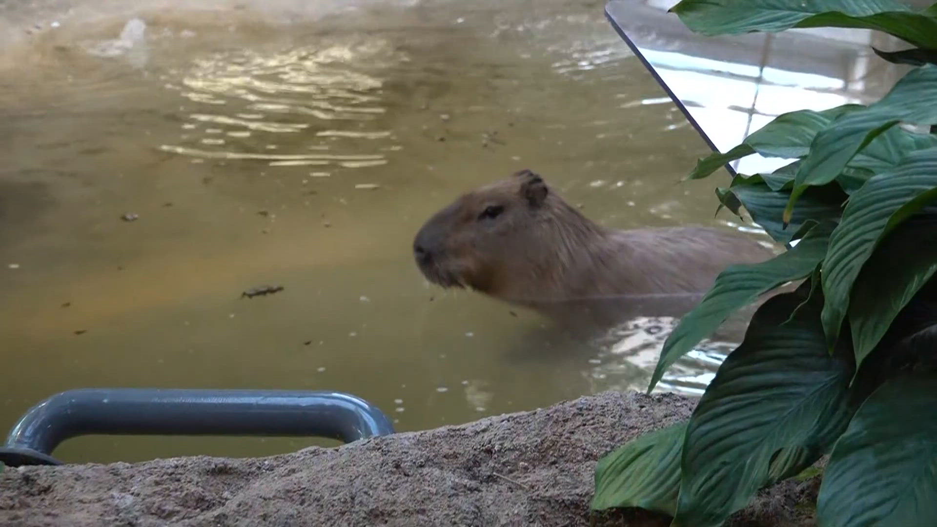 Cleveland Metroparks Zoo’s Primate Forest officially opens to the public