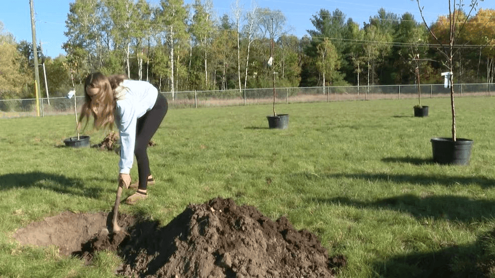 Fifth graders dig a school orchard with trees picked for baking, cider ...