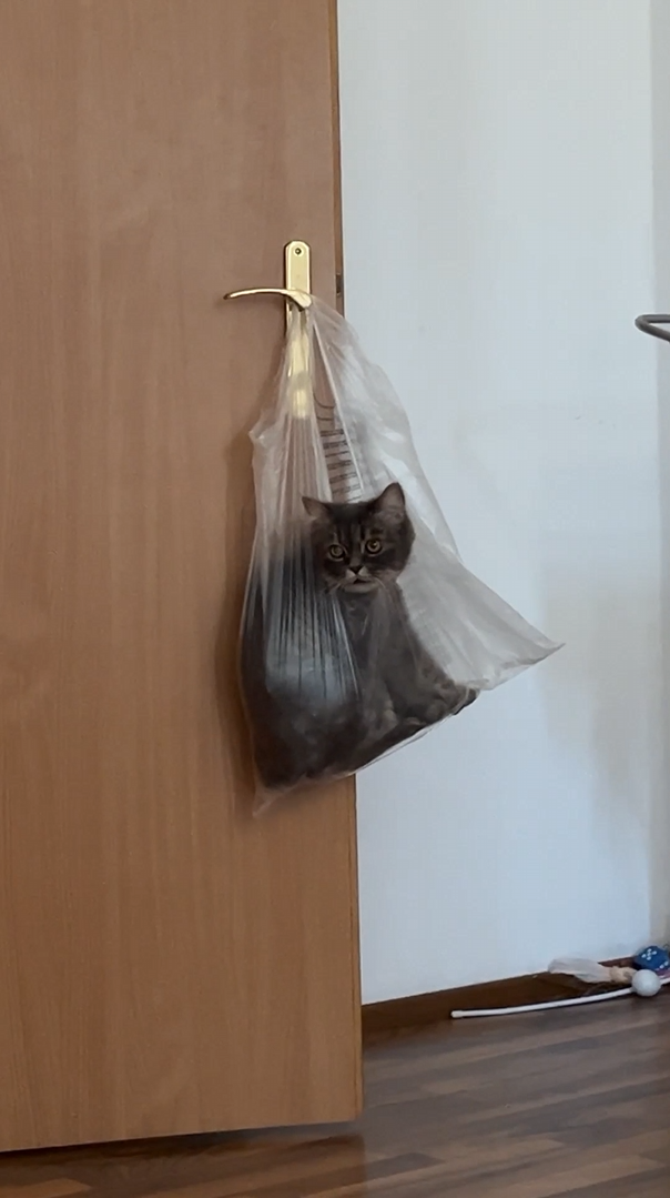 The curious cat swings from a shopping bag hanging on a doorknob in a ...