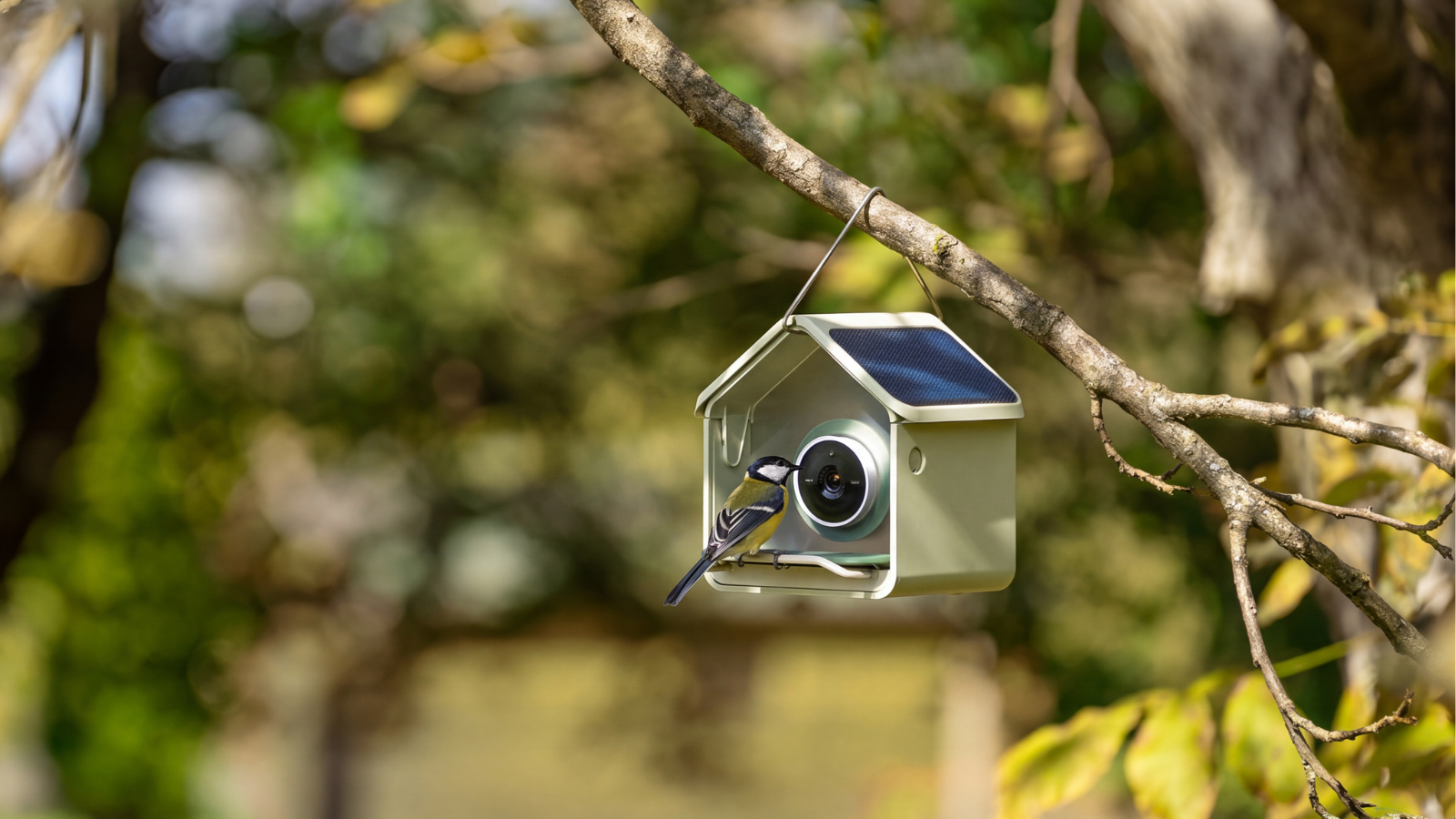 Birdbuddy's new $99 smart bird feeder is its most affordable: Where to ...