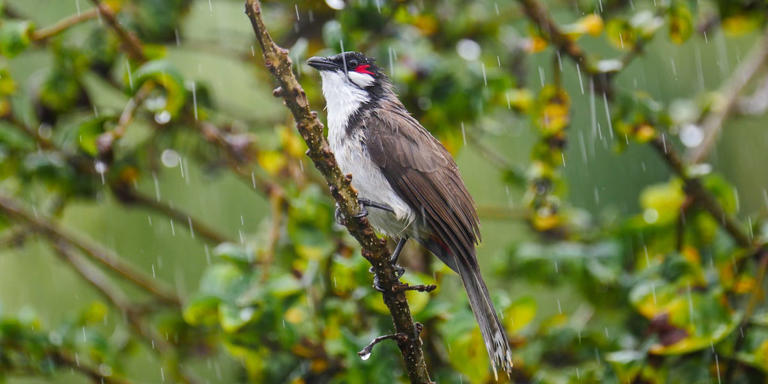 Here’s what birds do during severe storms—and how homeowners can help