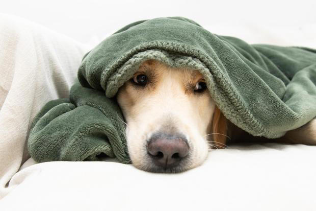Dog owners warned as Storm Austen brings 70mph winds and heavy rain to ...