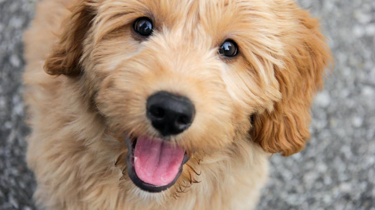 Puppy discovers the kids' ball pit and immediately claims it as his own