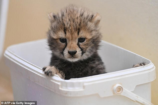 The fluffy four! Sweet cheetah cubs explore with their mum