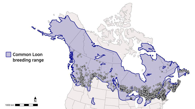 The haunting call of Canada's common loon is becoming less common amid ...