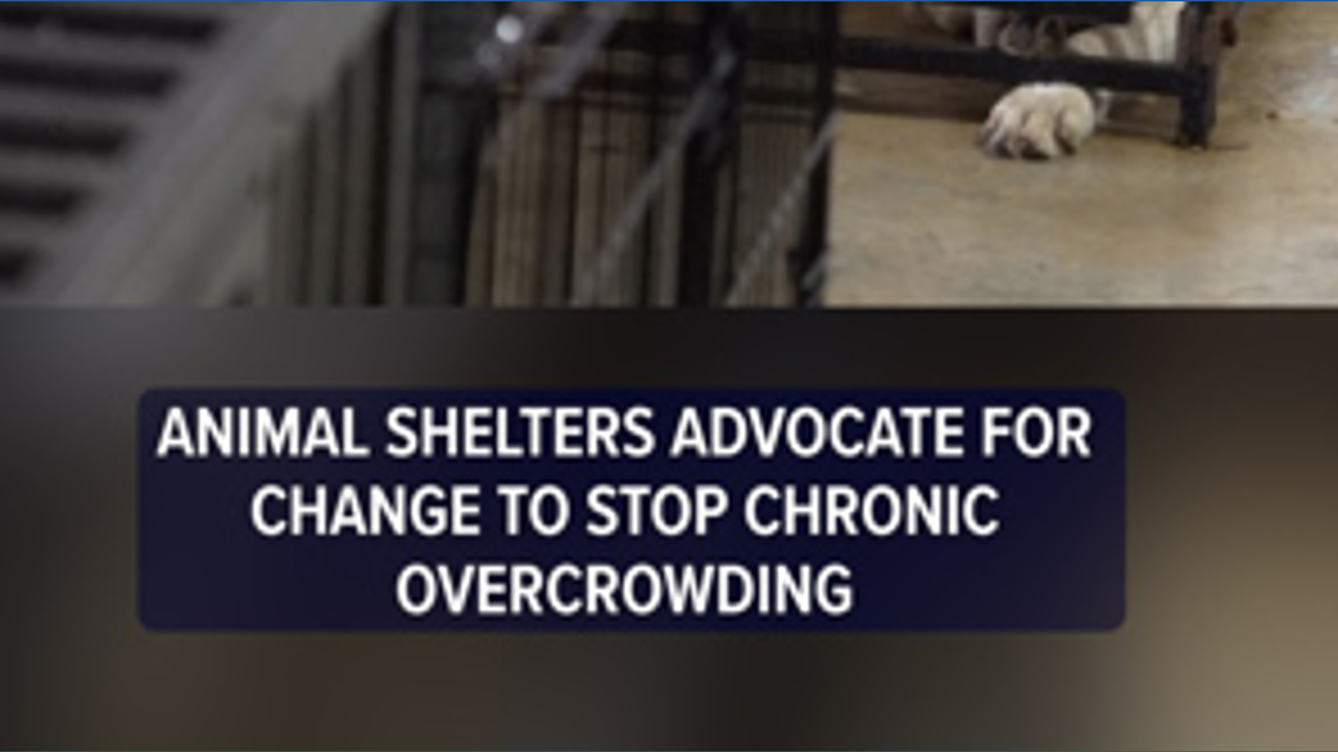 Animal shelters advocate for change to stop chronic overcrowding