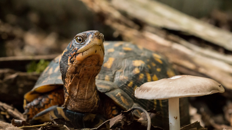 Maryland DNR warns turtle poaching threatens native wildlife populations