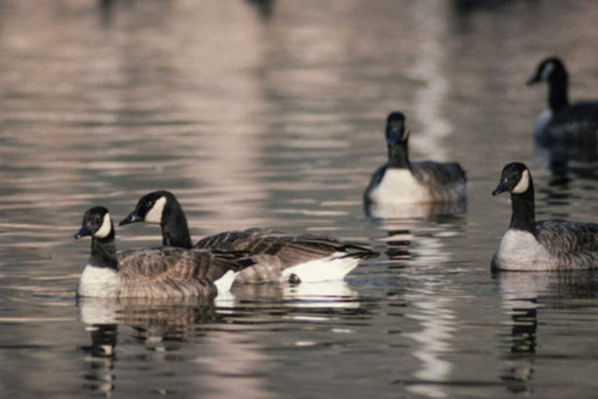 Something's killing Canadian geese in SC. Here's what's you should know