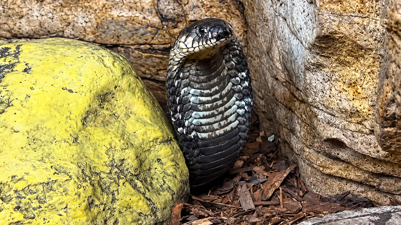This banded Egyptian cobra finally gives a full display