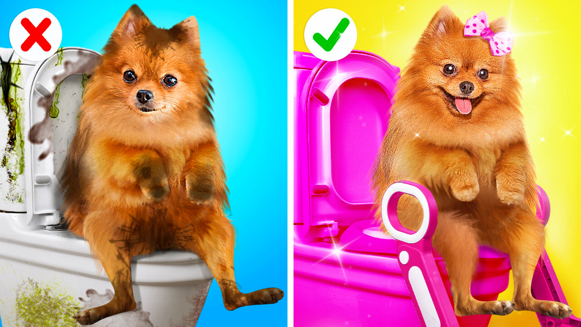 How to give a rescue dog an extreme makeover