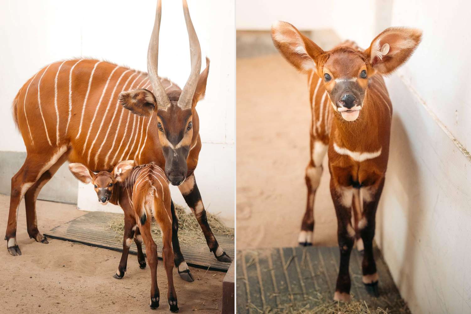 Critically endangered baby bongo born at Virginia Zoo for first time in ...