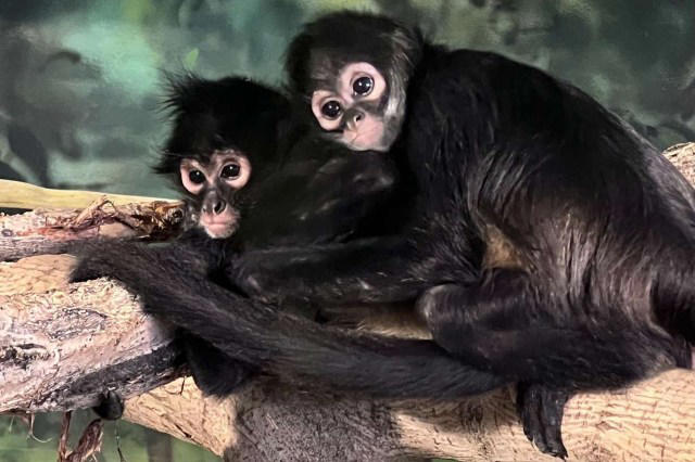 Two trafficked baby spider monkeys get fresh start after being ...
