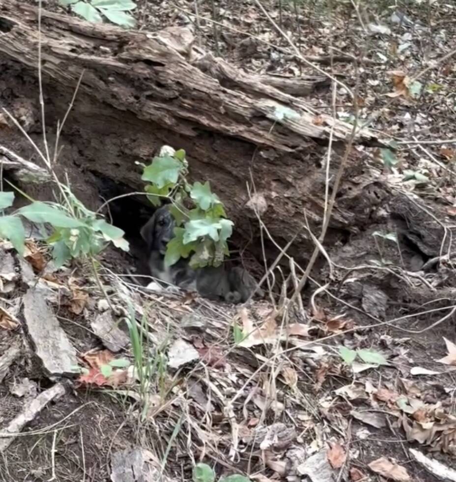 Mother and daughter spot 'log' moving in woods — and rescue 3 abandoned babies