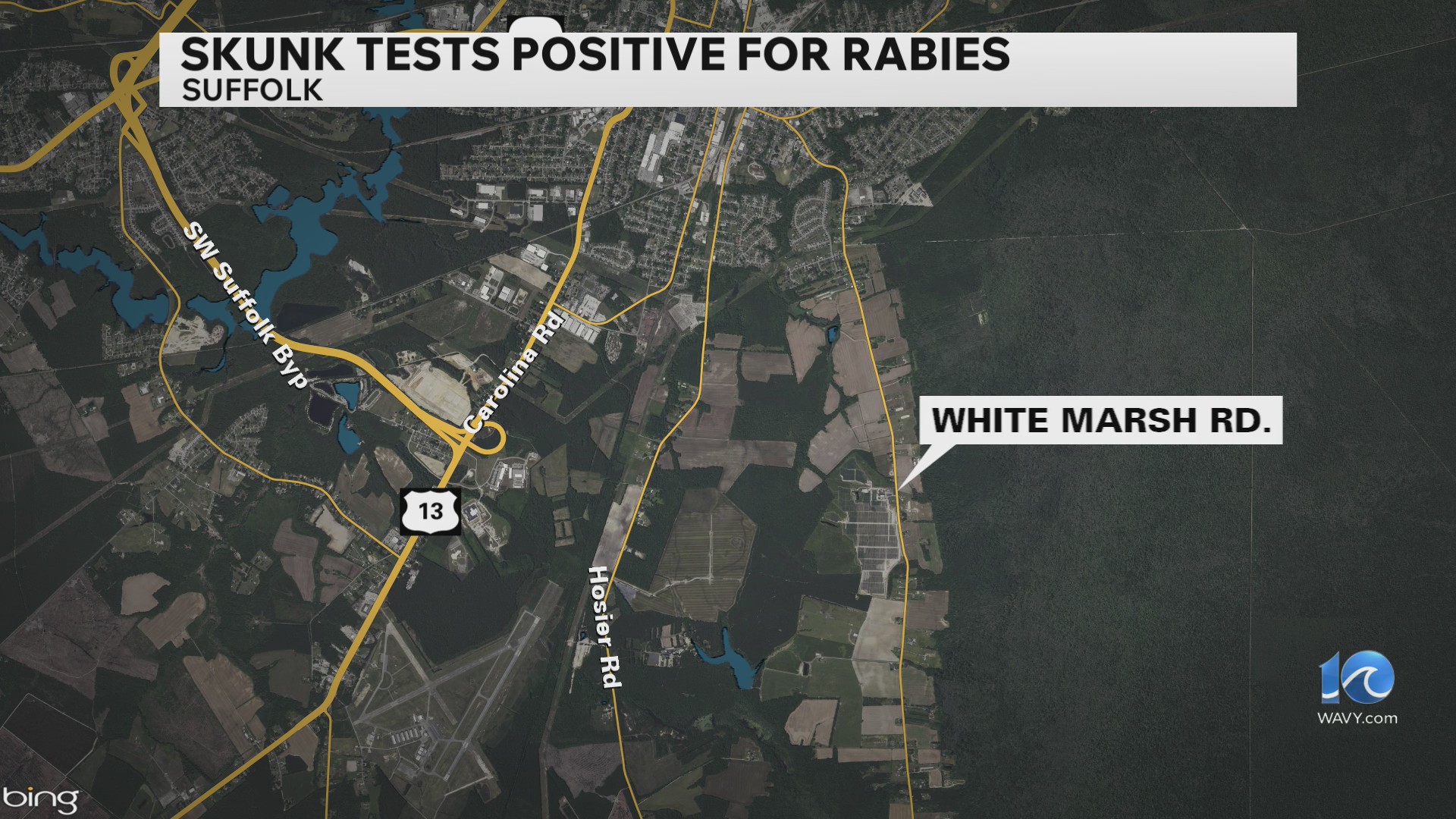 Skunk caught in Suffolk tests positive for rabies