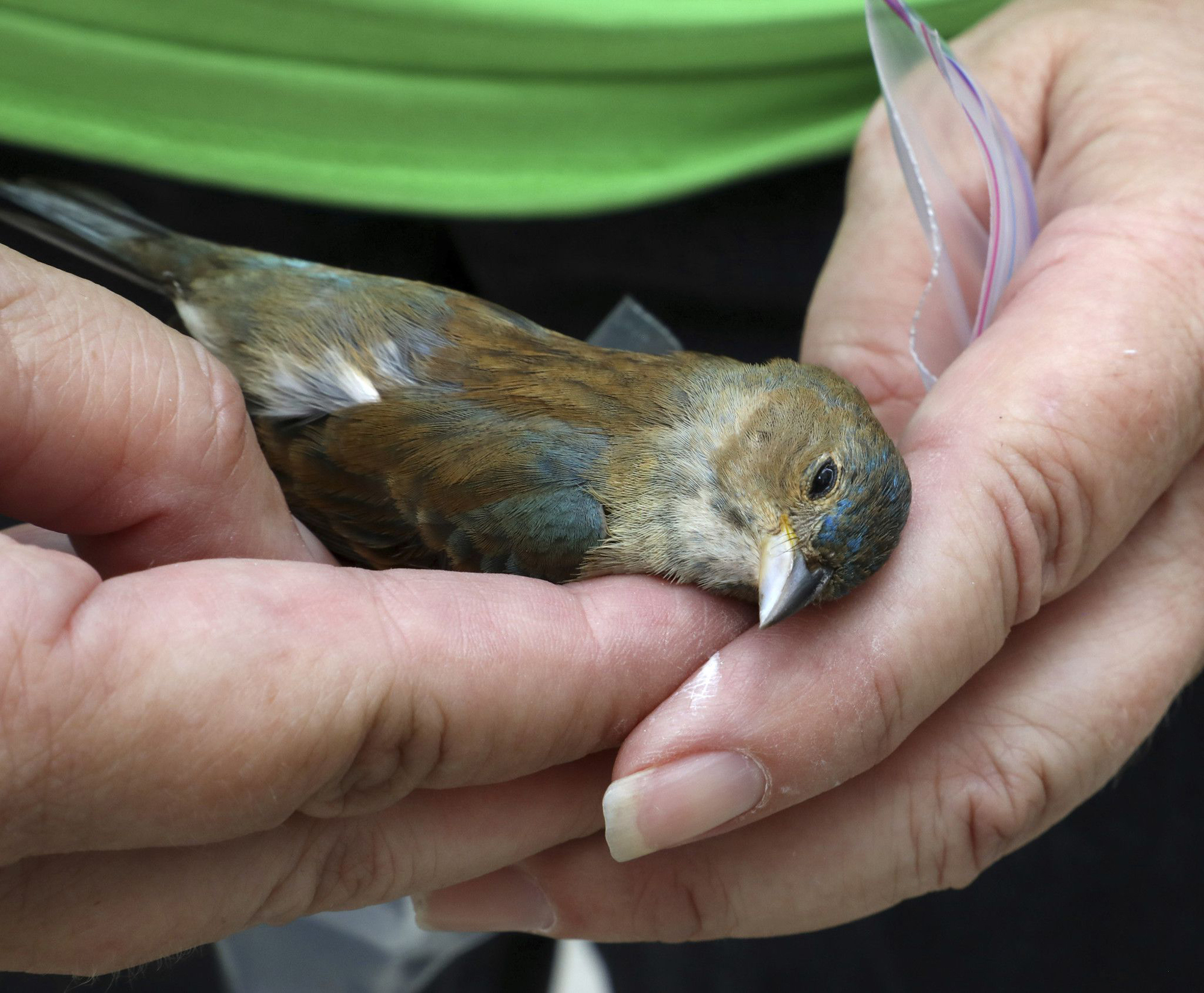 More than 1,000 birds were killed or injured in window collisions ...