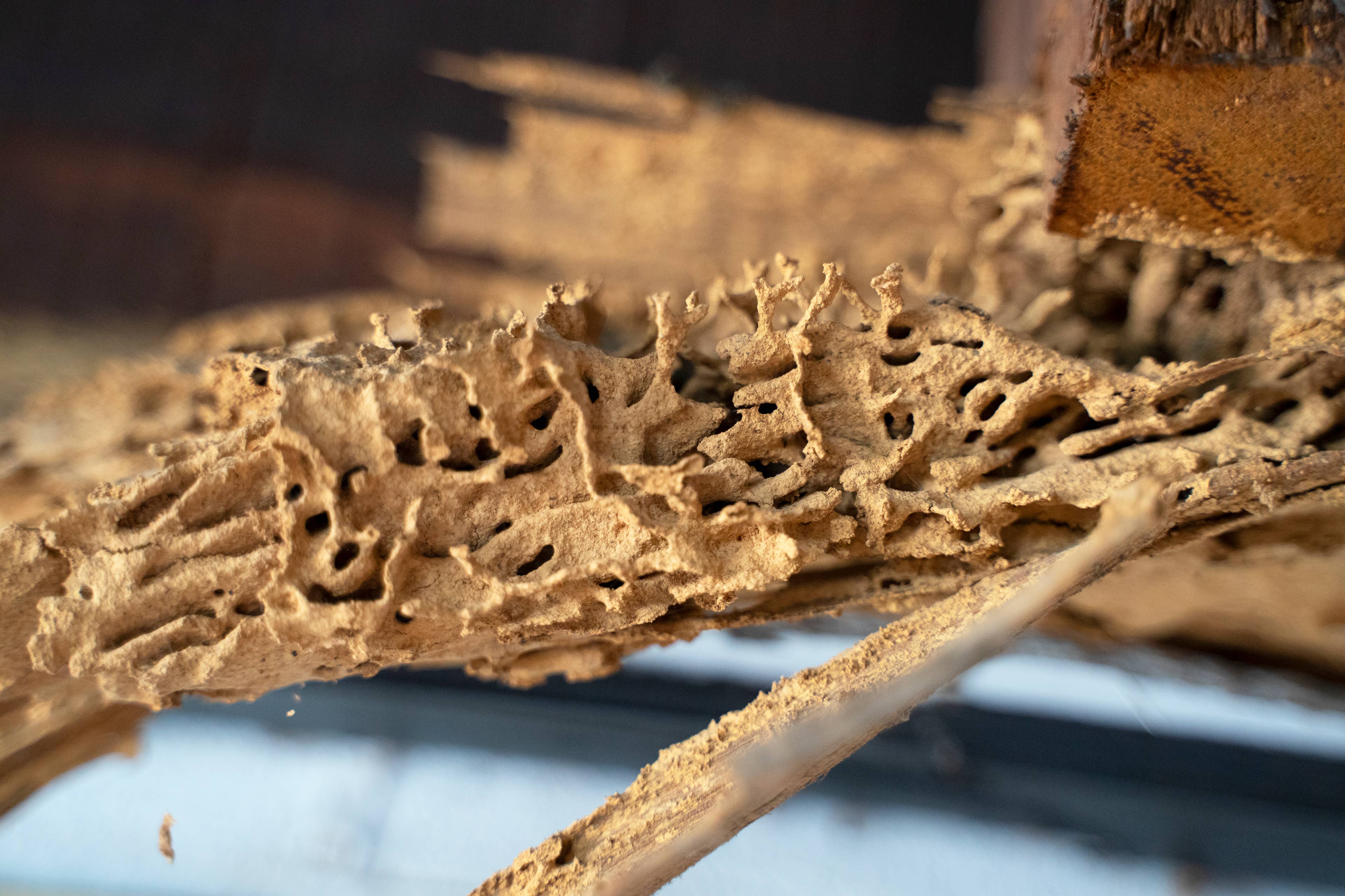 What homeowners insurance covers for pest damage: Key exclusions explained