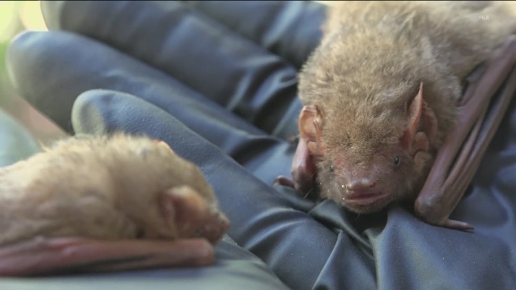 2 foxes, bat, skunk test positive for rabies in Hays County