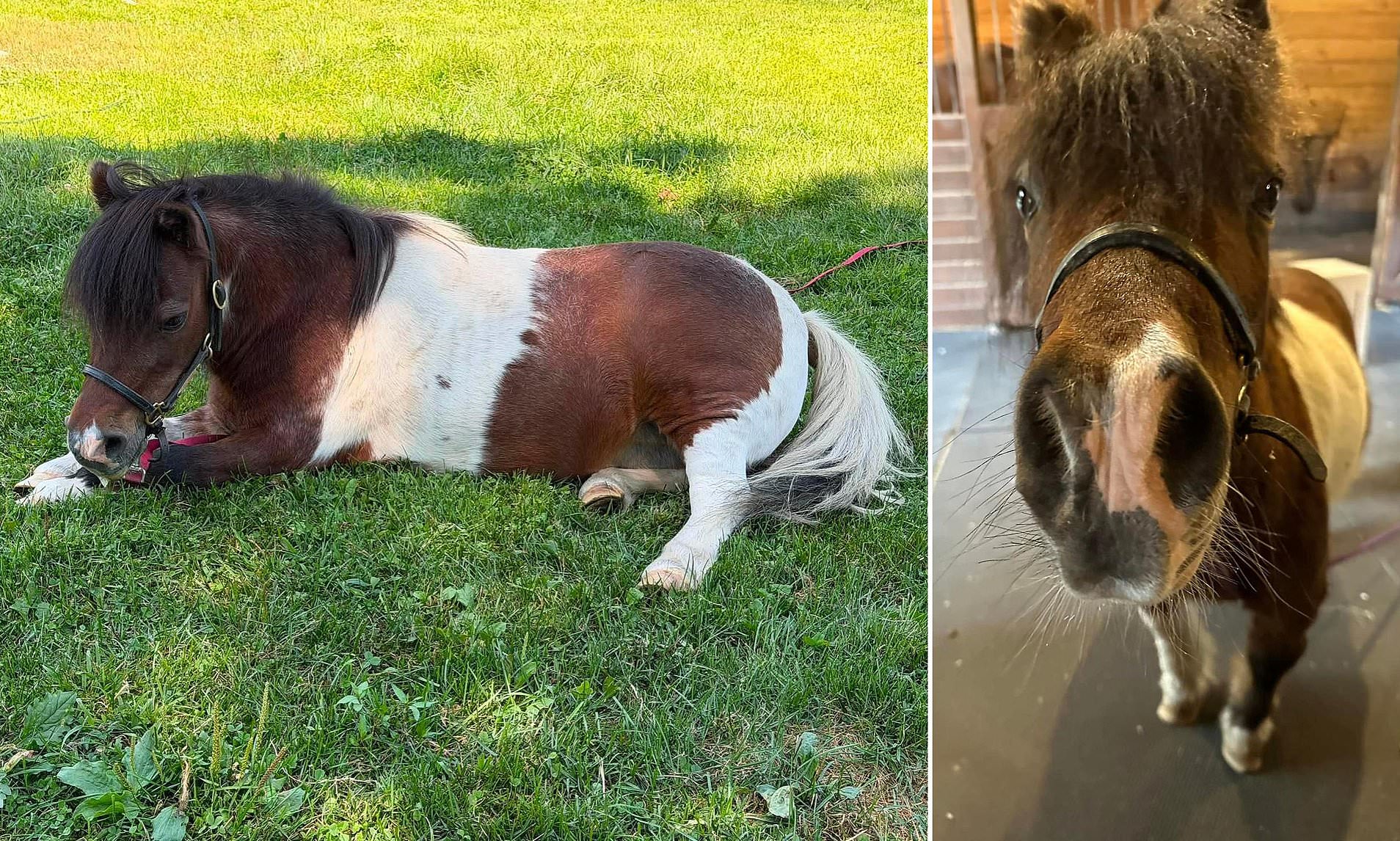 Miniature horse horribly injured after two bloodthirsty pit bulls attacked