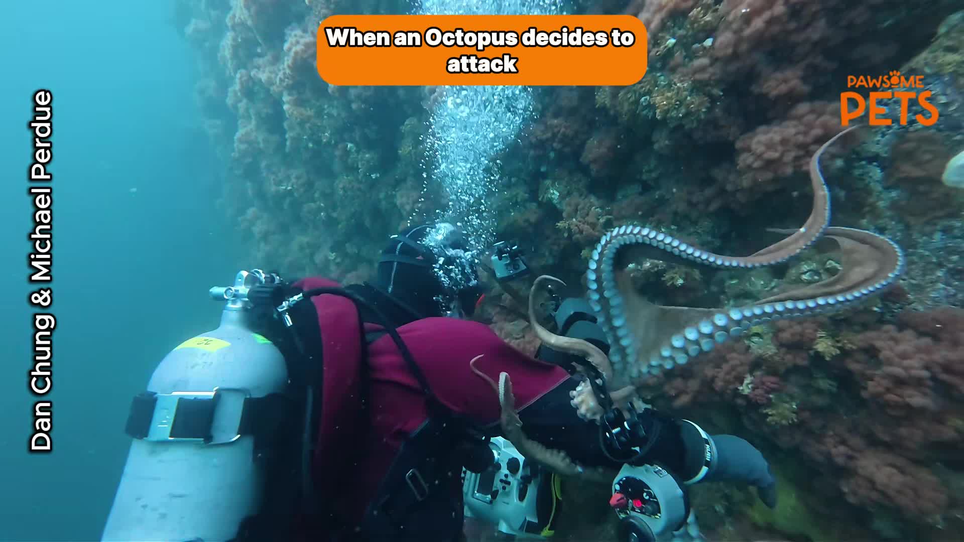 Scuba diver encounters giant octopus that suddenly reaches out during ...