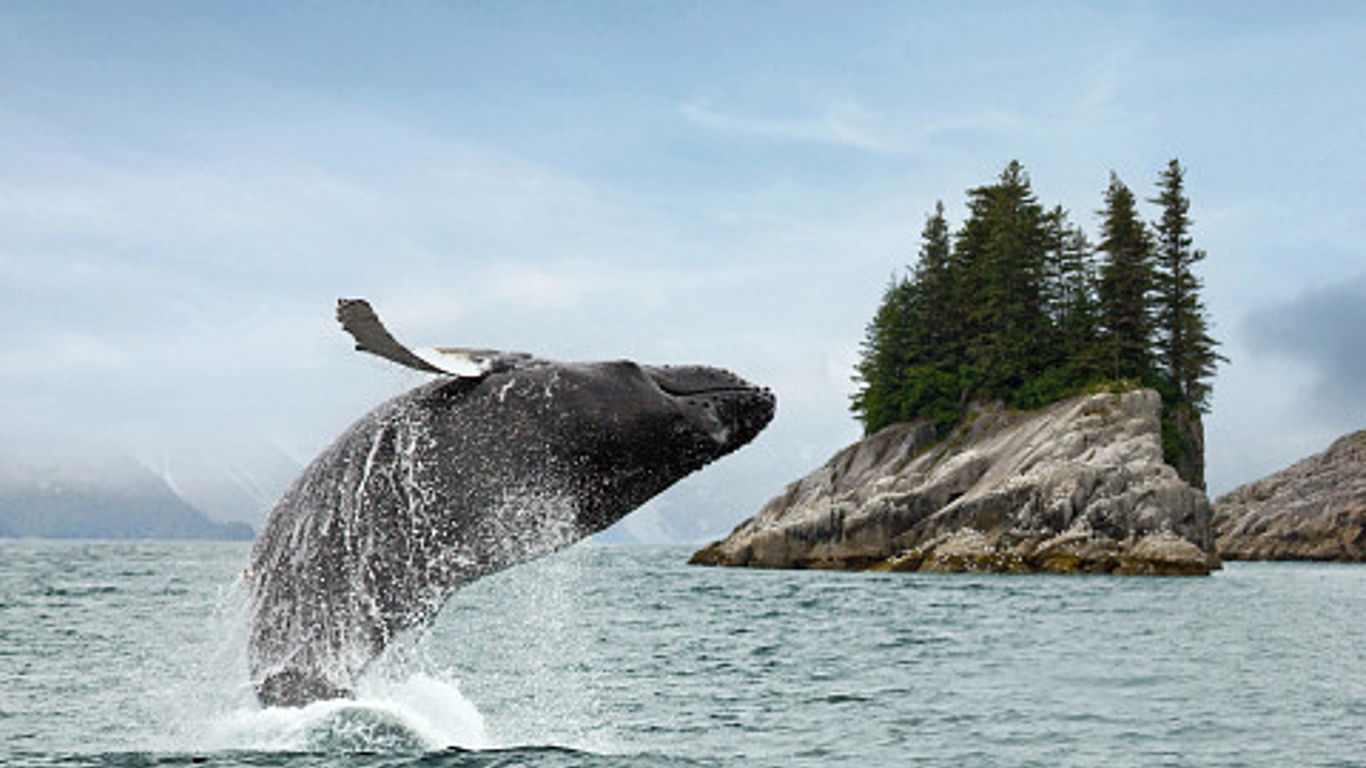 Holland America Line introduces Alaska heritage tours ahead of 80th ...