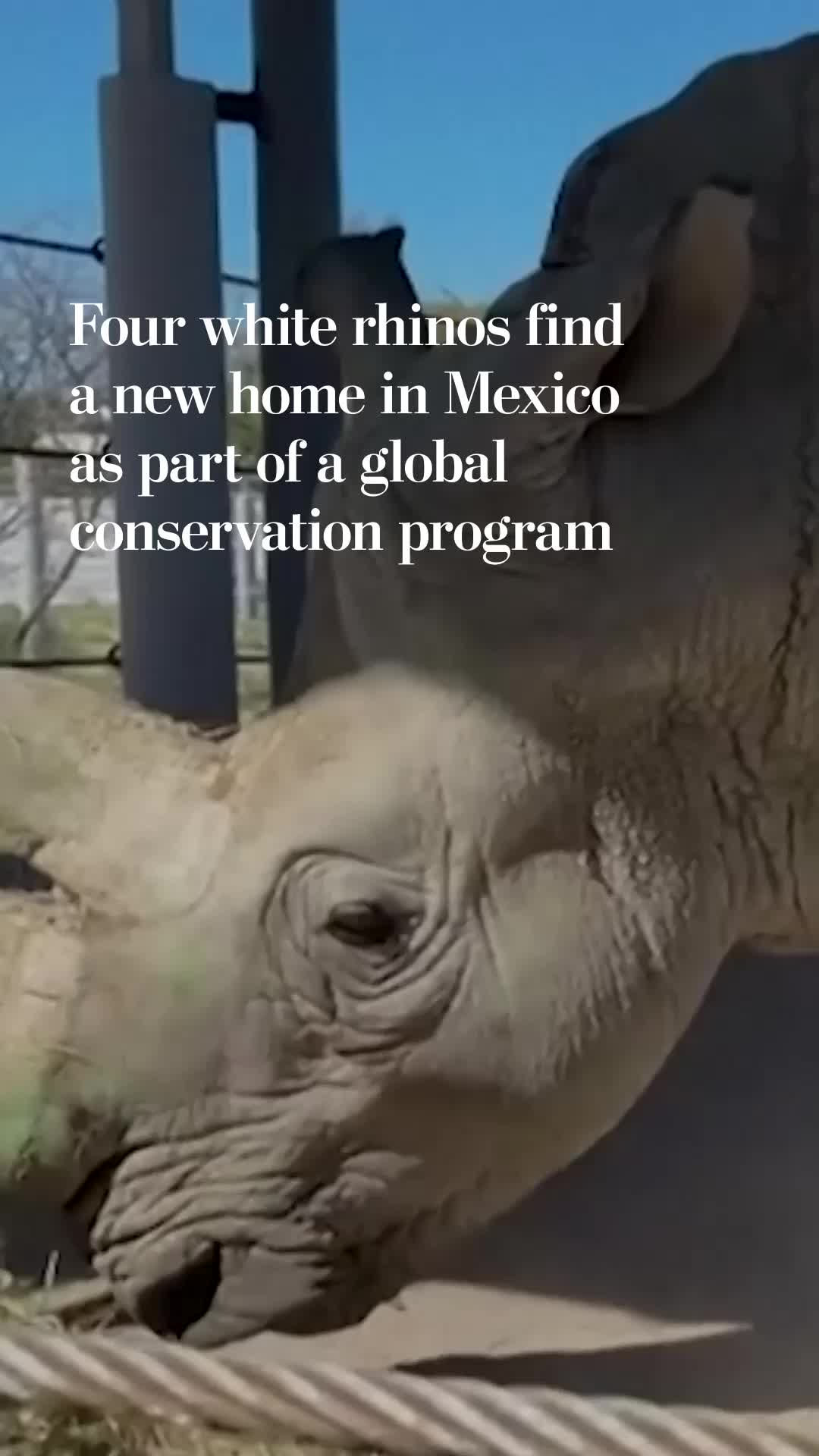 Four white rhinos find a new home in Mexico as part of a global ...
