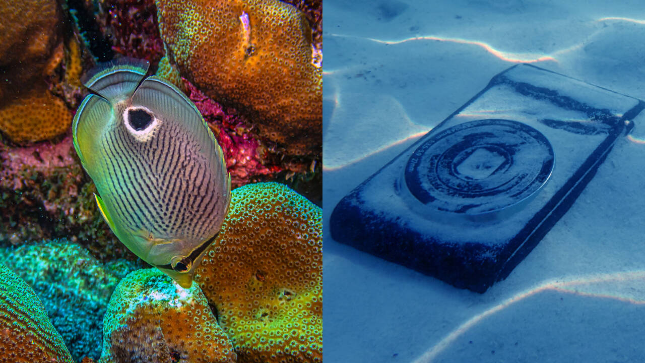 Hawaii coral study finds reef sounds help larvae settle on coated ...