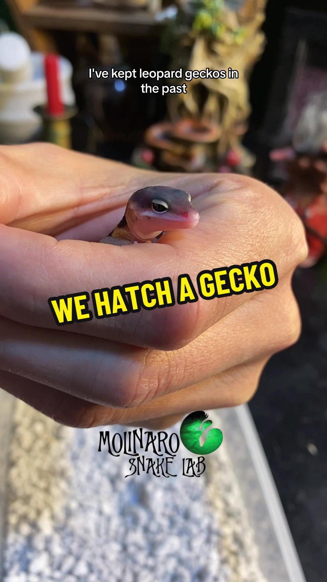 We successfully hatched a leopard gecko!