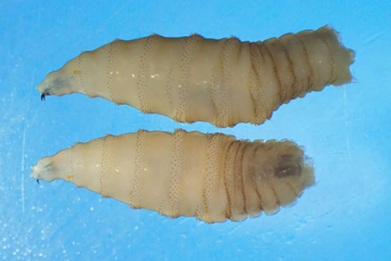 Parasite that can lay up to 3,000 eggs in a single wound detected in US ...