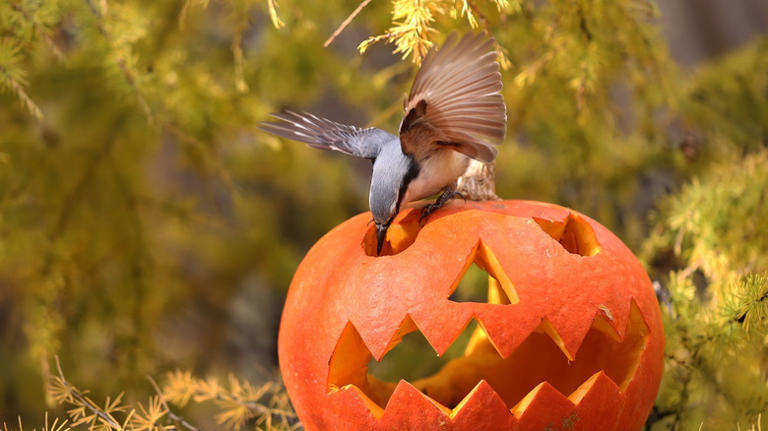 Don't throw out pumpkin guts, use it to feed the birds in your yard