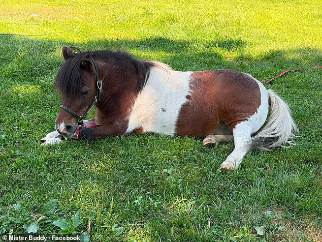 Miniature horse horribly injured after two bloodthirsty pit bulls attacked