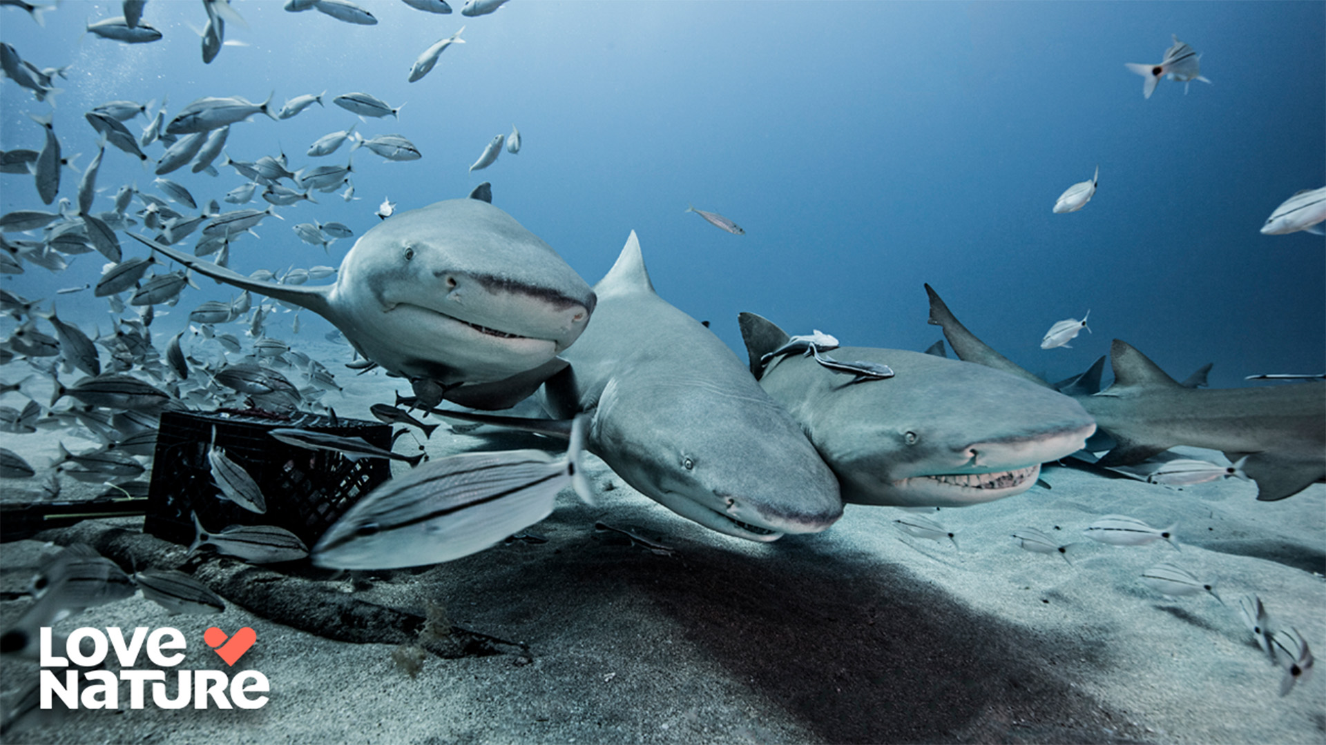 How animals use chemical clues to hunt and survive | Animal senses 101