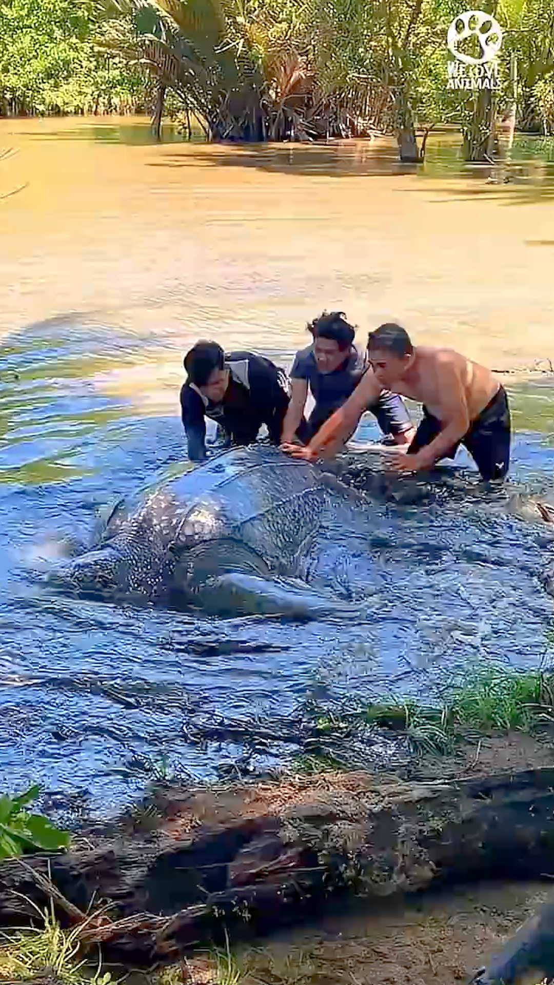 Enormous sea turtle rescued from swamp 🙏 ️