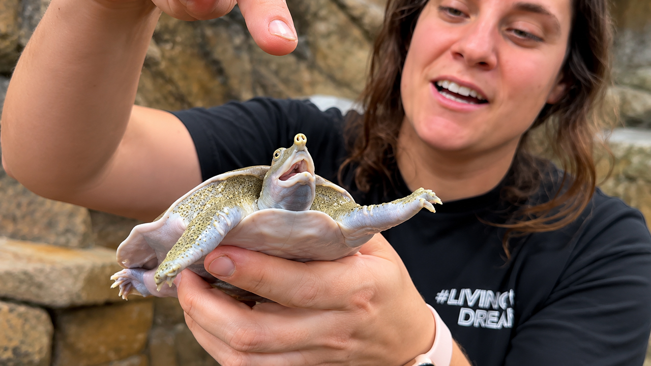 A playful turtle introduction turns into a bite attempt