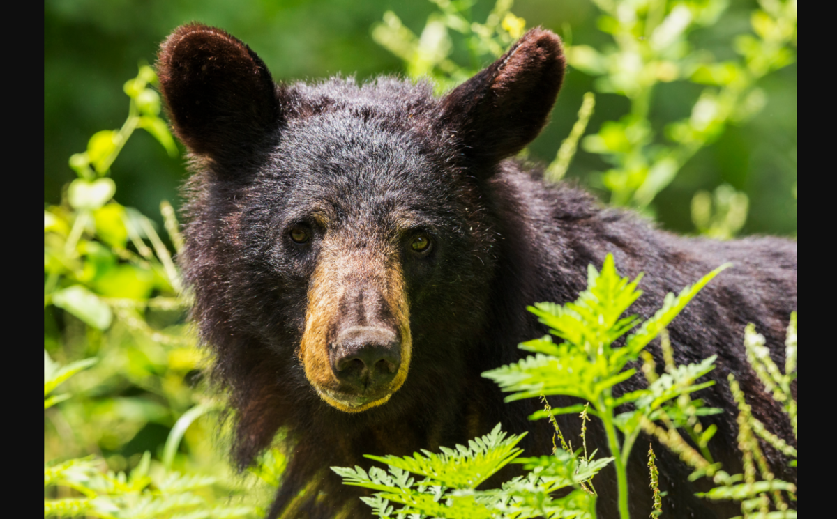 Disturbing detail found in DNA of eastern NC's bear population ...