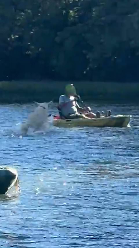 Golden retriever gives kayakers a friendly welcome