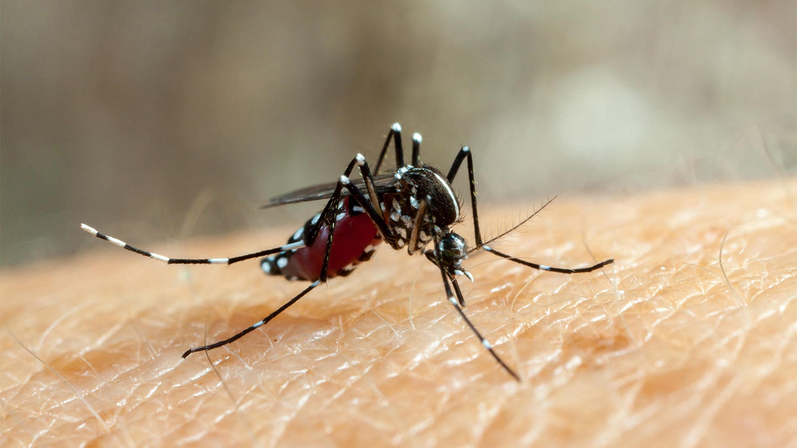 CDC issues emergency response for Florida dengue outbreak