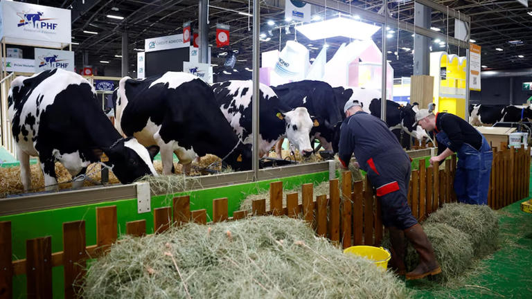 Shamonda virus: Why the first human infection in France matters