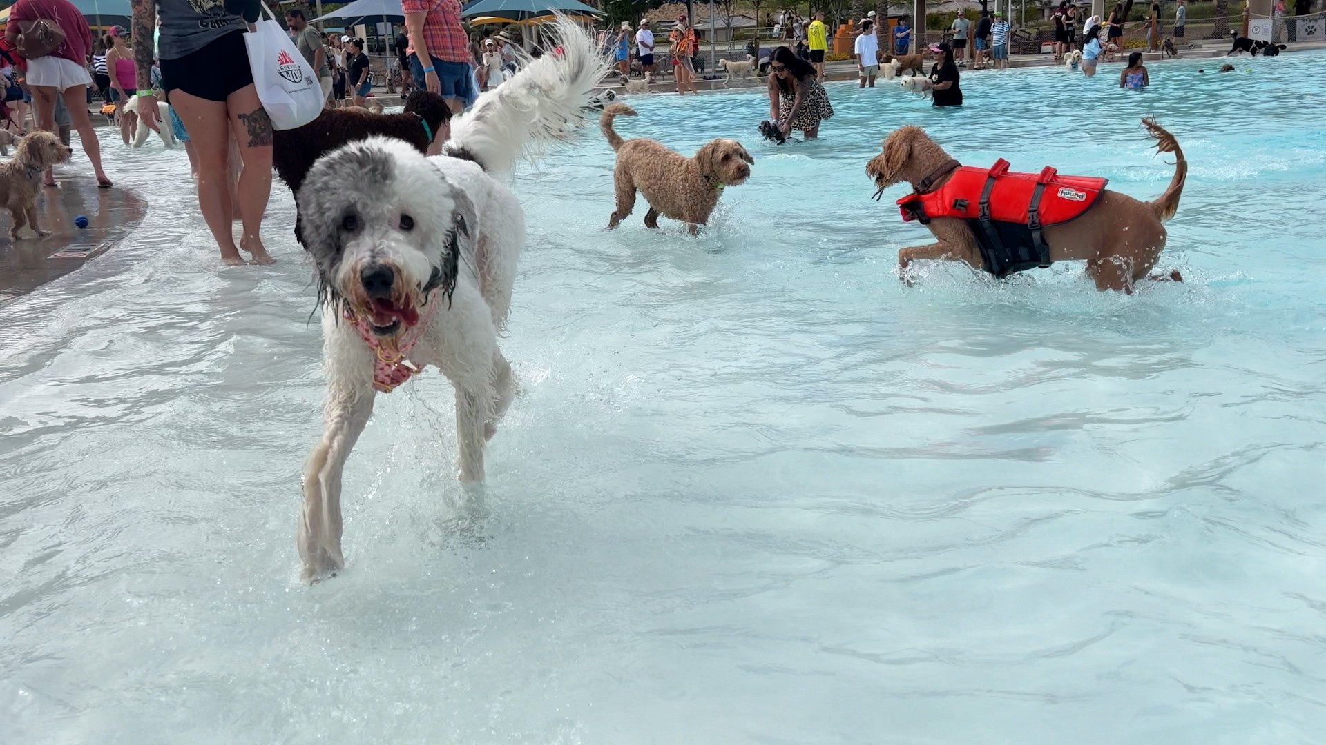 Most dogs attending a pool party - 296 dogs, achieved by We Love Doodles