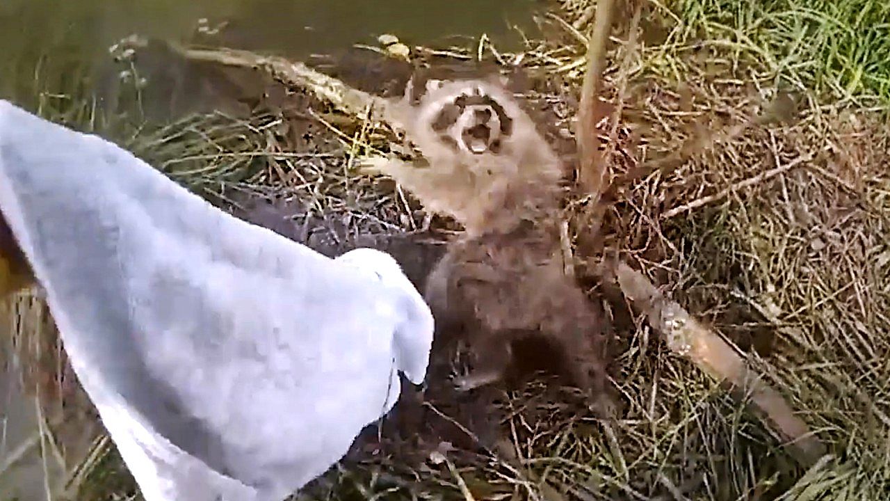 Furious raccoon protests rescue from tangle of wire