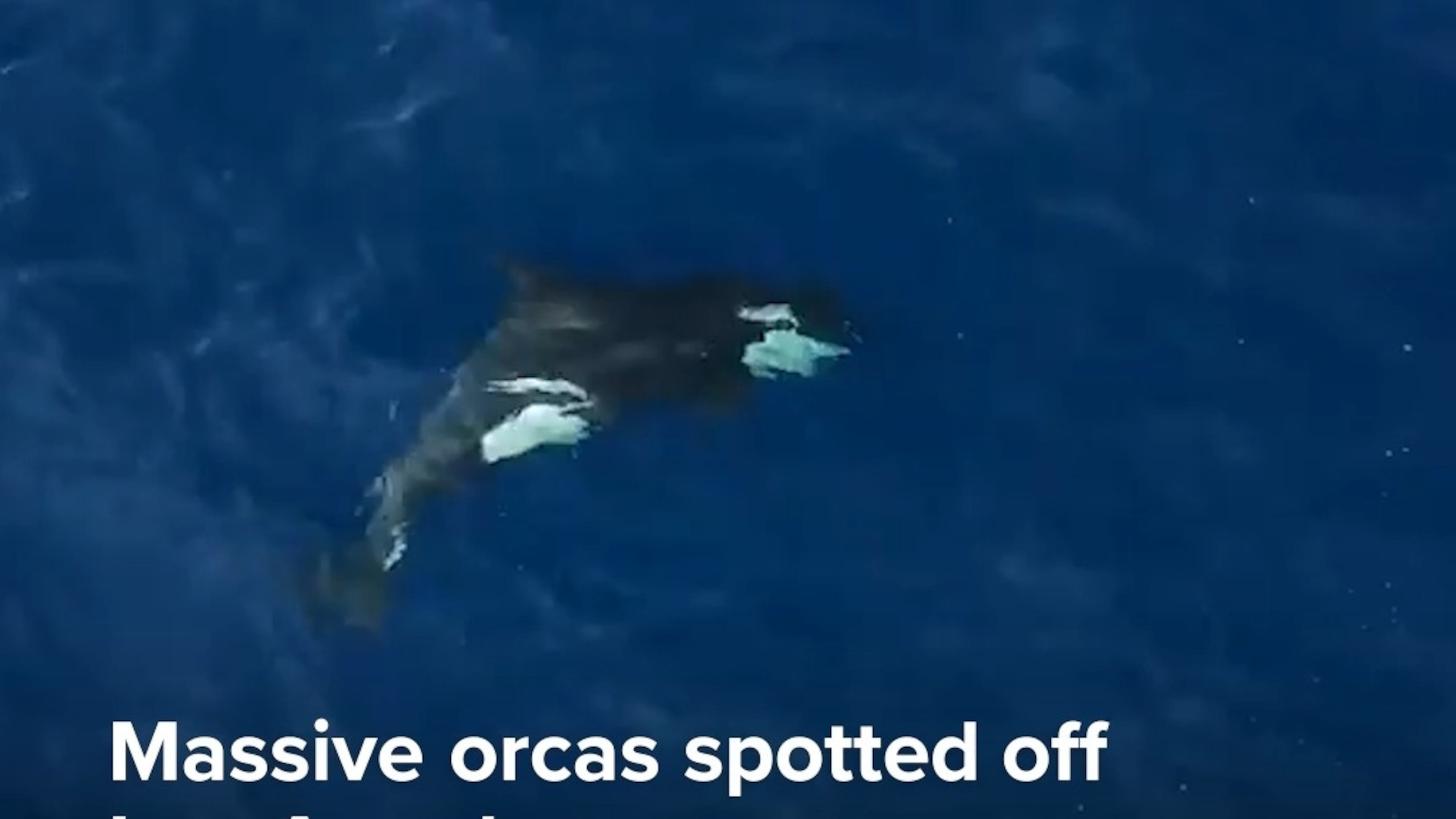 Massive orcas spotted off Los Angeles coast