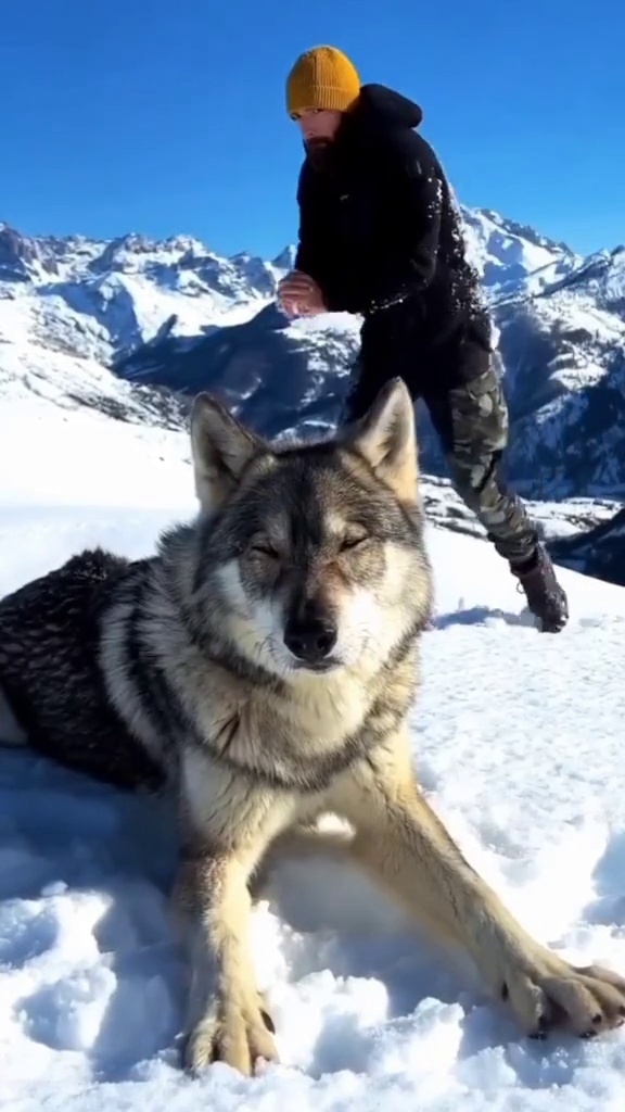 Snowy mountain Valentine with my wolfdog