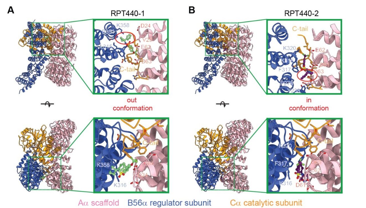 'Molecular glue' stabilizes protein that inhibits development of non ...