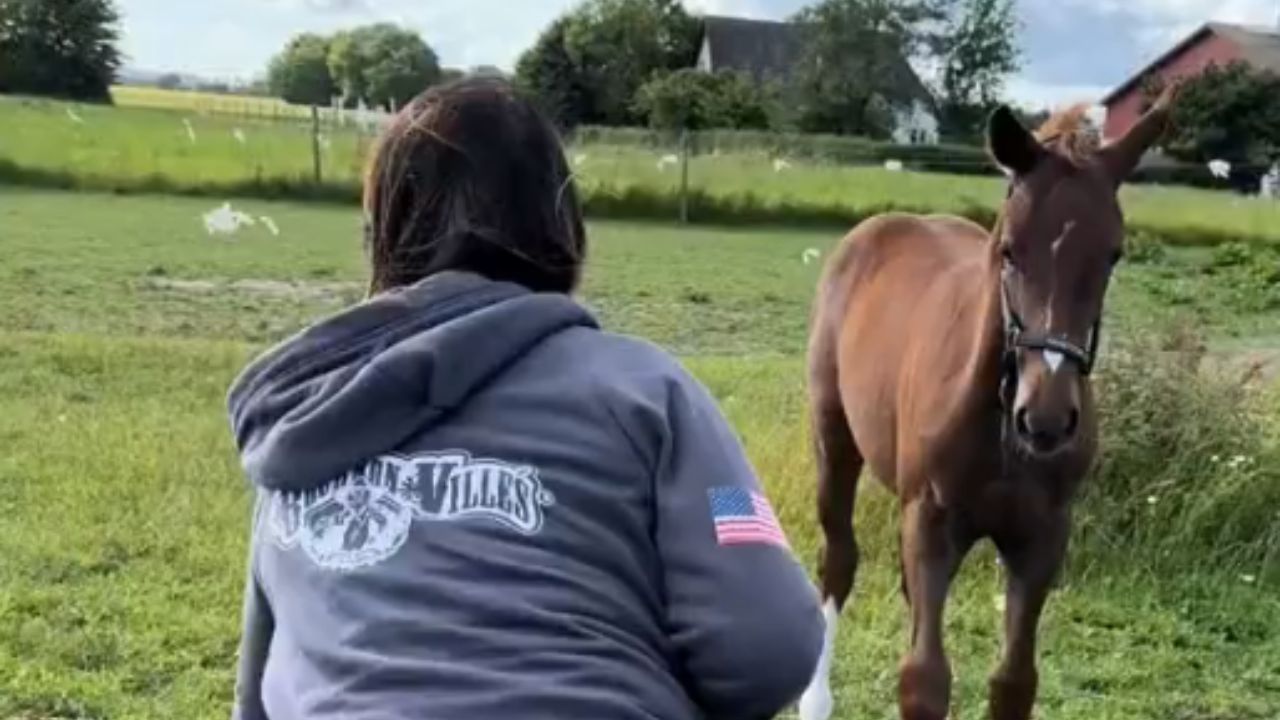 Heartwarming foal and his bouncy toy spark delight in the meadow