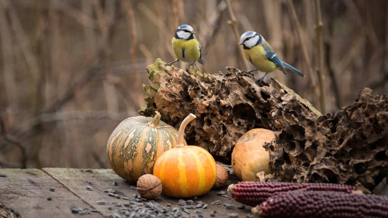 Don't throw out pumpkin guts, use it to feed the birds in your yard